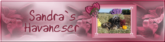 Sandra�s Havaneser und Bologneser